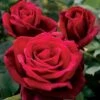 Mister Lincoln Hybrid Tea Rose -Park Seed® Shop v1229