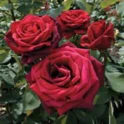 Mister Lincoln Hybrid Tea Rose -Park Seed® Shop v1229 1