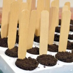 White Birch Plant Tags