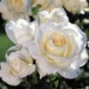 Moondance Floribunda Rose -Park Seed® Shop v1565