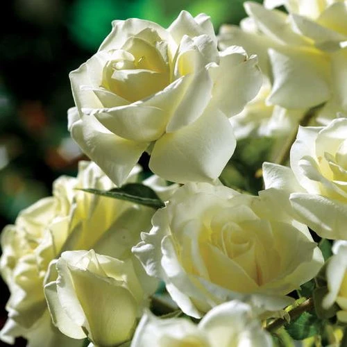 Moondance Floribunda Rose 4 Moondance Floribunda Rose - Image 2