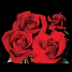 Don Juan Climbing Rose -Park Seed® Shop v1571 2