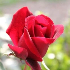 Don Juan Climbing Rose -Park Seed® Shop v1571 4