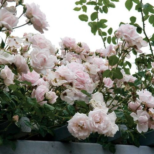 New Dawn Climbing Rose 5 New Dawn Climbing Rose - Image 3