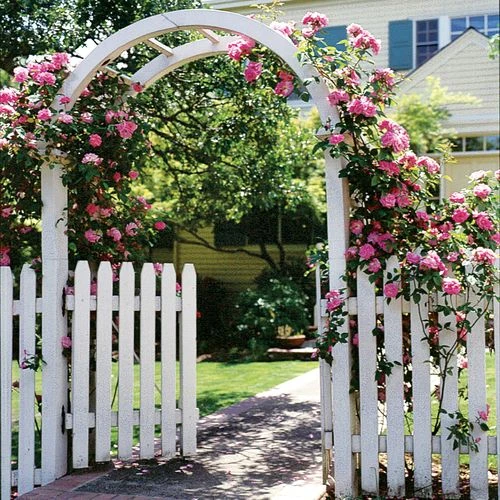 Zephirine Drouhin Climbing Rose 4 Zephirine Drouhin Climbing Rose - Image 2