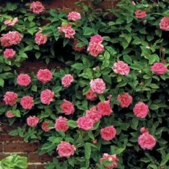 Zephirine Drouhin Climbing Rose 12 Zephirine Drouhin Climbing Rose -Park Seed® Shop v1577 3