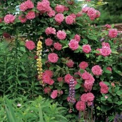 Zephirine Drouhin Climbing Rose 13 Zephirine Drouhin Climbing Rose -Park Seed® Shop v1577 4