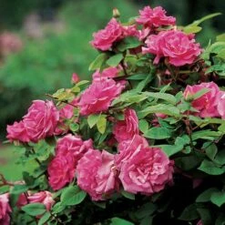 Zephirine Drouhin Climbing Rose 14 Zephirine Drouhin Climbing Rose -Park Seed® Shop v1577 5