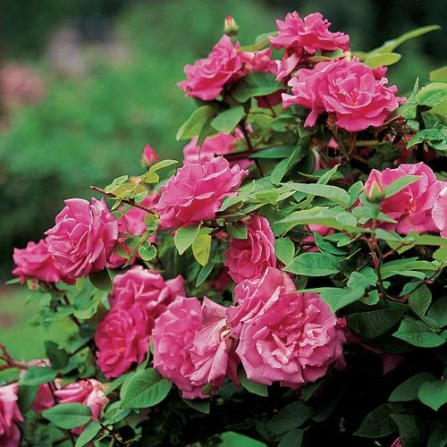 Zephirine Drouhin Climbing Rose 8 Zephirine Drouhin Climbing Rose - Image 6