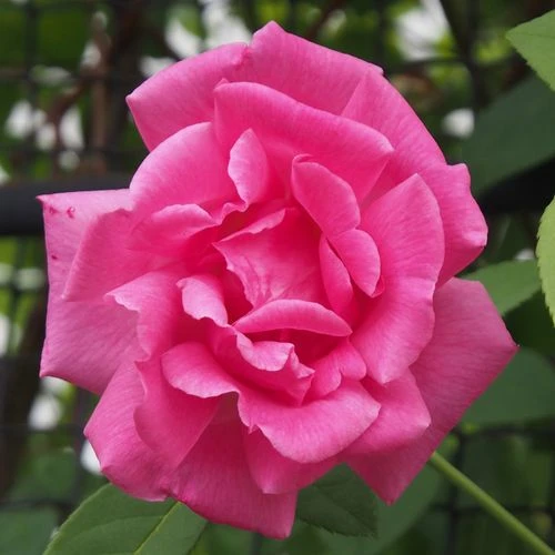 Zephirine Drouhin Climbing Rose 9 Zephirine Drouhin Climbing Rose - Image 7