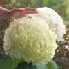 Hydrangea Incrediball® Smooth Hydrangea -Park Seed® Shop v1584