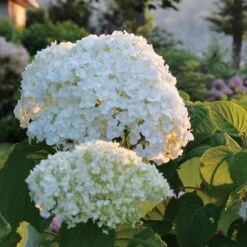 Hydrangea Incrediball® Smooth Hydrangea -Park Seed® Shop v1584 2