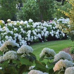 Hydrangea Incrediball® Smooth Hydrangea -Park Seed® Shop v1584 4