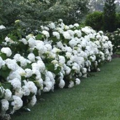Hydrangea Incrediball® Smooth Hydrangea -Park Seed® Shop v1584 5