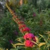 Miss Molly Butterfly Bush -Park Seed® Shop v1657