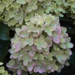Hydrangea Little Lime® Panicle Hydrangea -Park Seed® Shop v1658 3