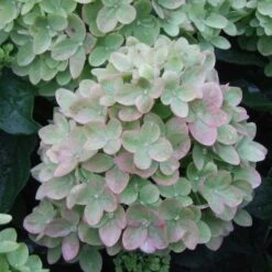 Hydrangea Little Lime® Panicle Hydrangea -Park Seed® Shop v1658 6