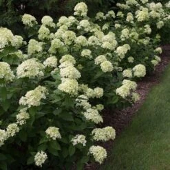 Hydrangea Little Lime® Panicle Hydrangea -Park Seed® Shop v1658 7
