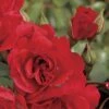 Crush On You Floribunda Rose 2 Crush On You Floribunda Rose -Park Seed® Shop v1791