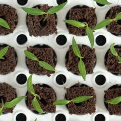 Park's Original Bio Dome Seed-Starting System -Park Seed® Shop v1802 3