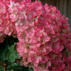 Vanilla Strawberry™ Hydrangea 8 Vanilla Strawberry™ Hydrangea -Park Seed® Shop v1808 2