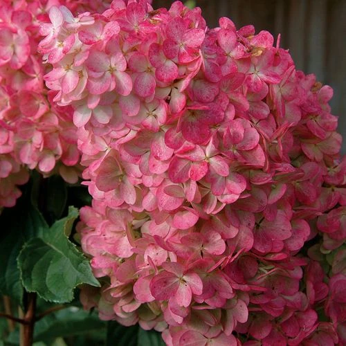 Vanilla Strawberry™ Hydrangea 5 Vanilla Strawberry™ Hydrangea - Image 3