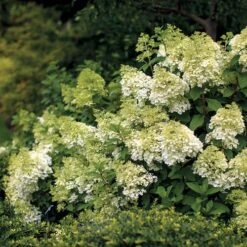 Vanilla Strawberry™ Hydrangea 9 Vanilla Strawberry™ Hydrangea -Park Seed® Shop v1808 3