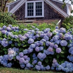 Endless Summer® Hydrangea -Park Seed® Shop v1821 3
