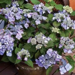 Hydrangea Endless Summer® Twist-n-Shout® Bigleaf Hydrangea