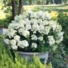 Hydrangea Bobo® Panicle Hydrangea -Park Seed® Shop v1841