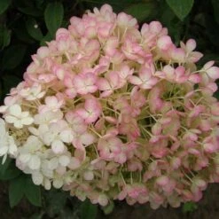 Hydrangea Bobo® Panicle Hydrangea -Park Seed® Shop v1841 2