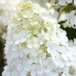 Hydrangea Bobo® Panicle Hydrangea -Park Seed® Shop v1841 5