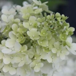 Hydrangea Bobo® Panicle Hydrangea -Park Seed® Shop v1841 6