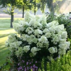 Hydrangea Bobo® Panicle Hydrangea -Park Seed® Shop v1841 7