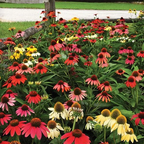 Echinacea 'Cheyenne Spirit' Mix 3 Echinacea 'Cheyenne Spirit' Mix