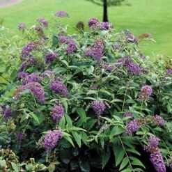 Buddleia Lo & Behold® Purple Haze