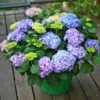 Hydrangea Let's Dance® Rhythmic Blue® Bigleaf Hydrangea -Park Seed® Shop v2041