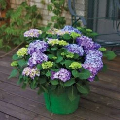 Hydrangea Let's Dance® Rhythmic Blue® Bigleaf Hydrangea -Park Seed® Shop v2041 2