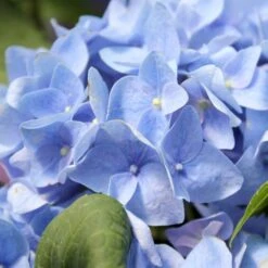 Hydrangea Let's Dance® Rhythmic Blue® Bigleaf Hydrangea -Park Seed® Shop v2041 3