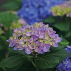 Hydrangea Let's Dance® Rhythmic Blue® Bigleaf Hydrangea -Park Seed® Shop v2041 4