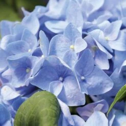 Hydrangea Let's Dance® Rhythmic Blue® Bigleaf Hydrangea -Park Seed® Shop v2041 5