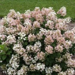 Hydrangea Little Quick Fire® Panicle Hydrangea -Park Seed® Shop v2049 2