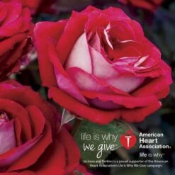 Grateful Heart® Hybrid Tea Rose