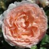 Bliss Parfuma® Hybrid Tea Rose