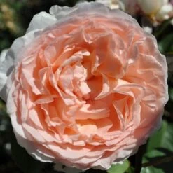 Bliss Parfuma® Hybrid Tea Rose