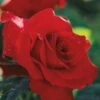 Opening Night Hybrid Tea Rose -Park Seed® Shop v2216