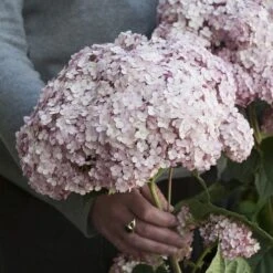 Hydrangea Incrediball® Blush Smooth Hydrangea
