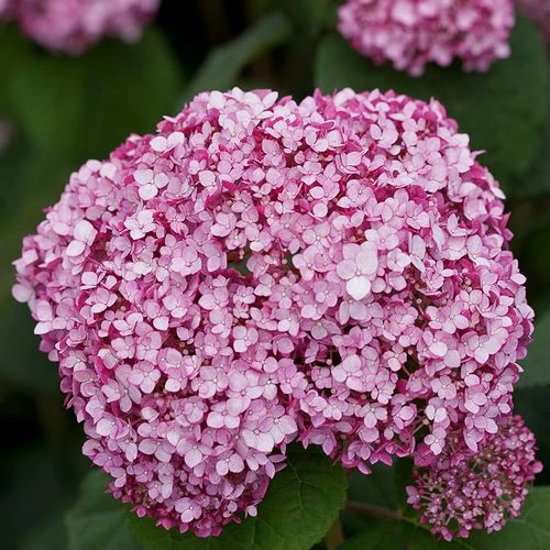 Hydrangea Incrediball® Blush Smooth Hydrangea 5 Hydrangea Incrediball® Blush Smooth Hydrangea - Image 3
