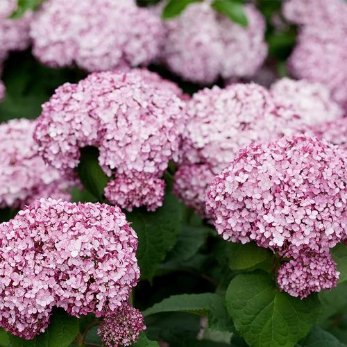 Hydrangea Incrediball® Blush Smooth Hydrangea 6 Hydrangea Incrediball® Blush Smooth Hydrangea - Image 4