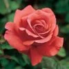 Fragrant Cloud Hybrid Tea Rose -Park Seed® Shop v2366